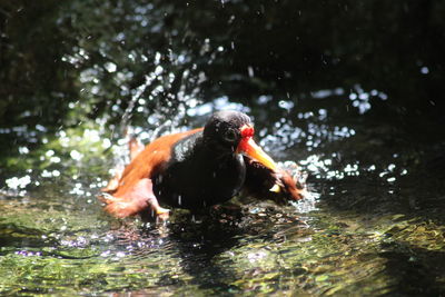 Duck swimming in lake