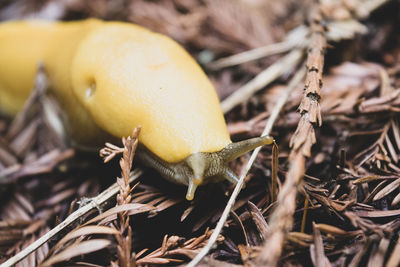 Close-up of snail on field