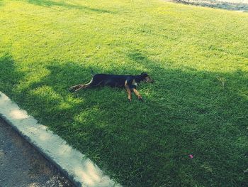 High angle view of shadow on grassy field