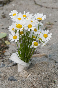 High angle view of white flowering plant