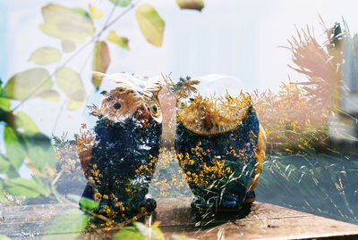Close-up of wet leaves against sky