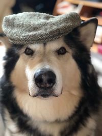 Close-up portrait of dog wearing hat