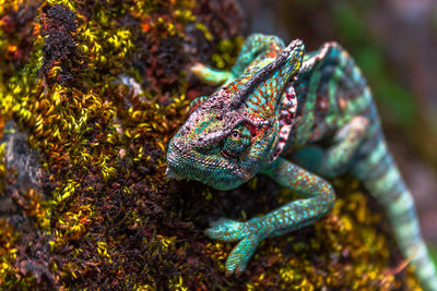 Close-up of chameleon on plant