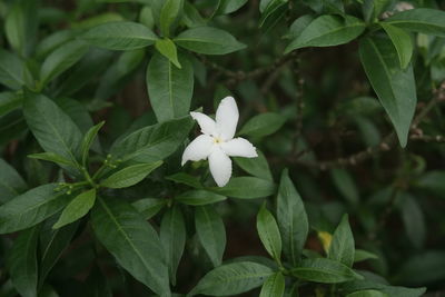 Close-up of white flowering plant