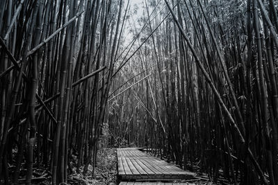 View of bamboo trees in forest