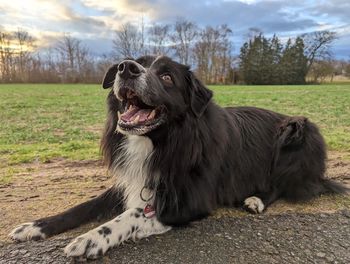 Dog running on field