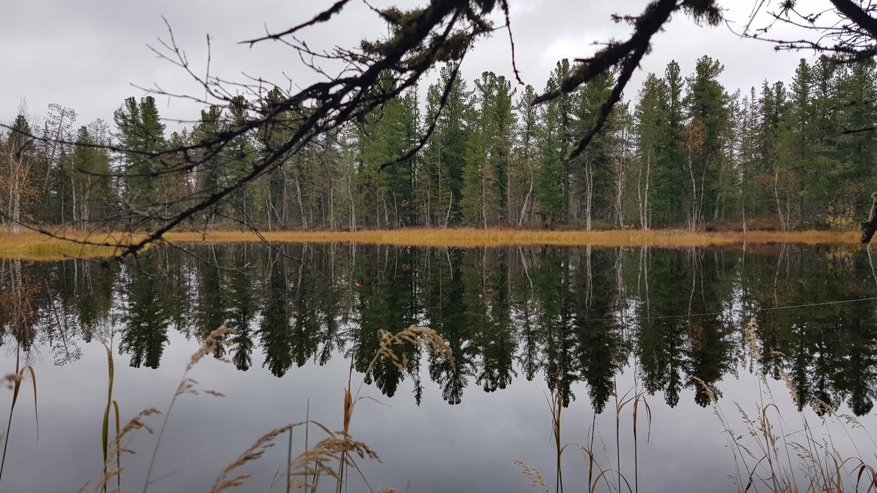 REFLECTION OF TREES IN LAKE AGAINST SKY IN FOREST