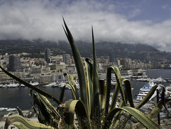 Close-up of succulent plant against buildings in city