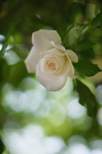 Close-up of white rose blooming outdoors