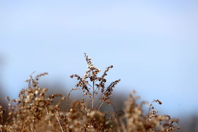 Close-up of flowering plants on field against clear sky