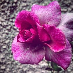 Close-up of pink flowers