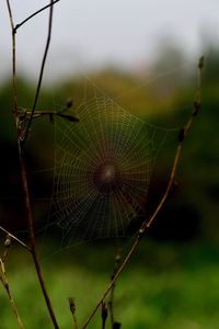 Close-up of spider on web