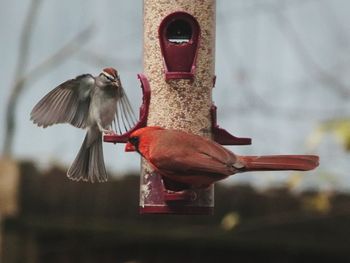 Birds flying over a bird feeder