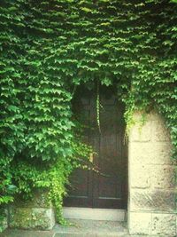 Ivy growing on tree