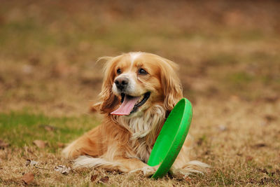 Playful brown dog with green plastic disc outdoors 