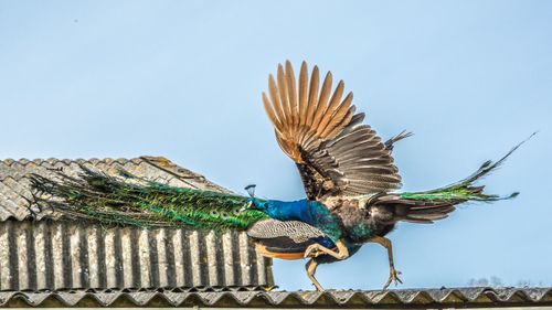 Pigeons on shore against clear sky