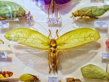 Close-up of butterfly on glass