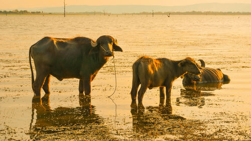 Cows drinking water in a lake
