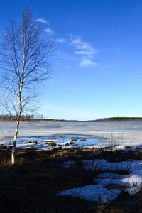 Bare trees on calm lake