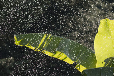 Close-up of raindrops on glass against black background