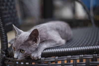 Close-up of cat lying on seat