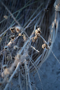 Close-up of dried plant on snow