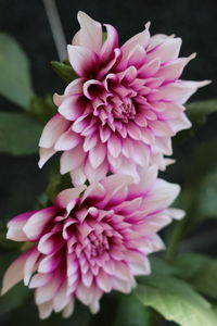 Close-up of pink dahlia