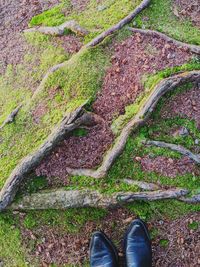 Low section of cowboy boots standing on a pine needle path, encountering obstacles of mossy roots