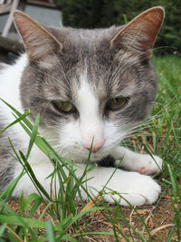 Close-up portrait of a cat