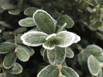 Close-up of green leaves