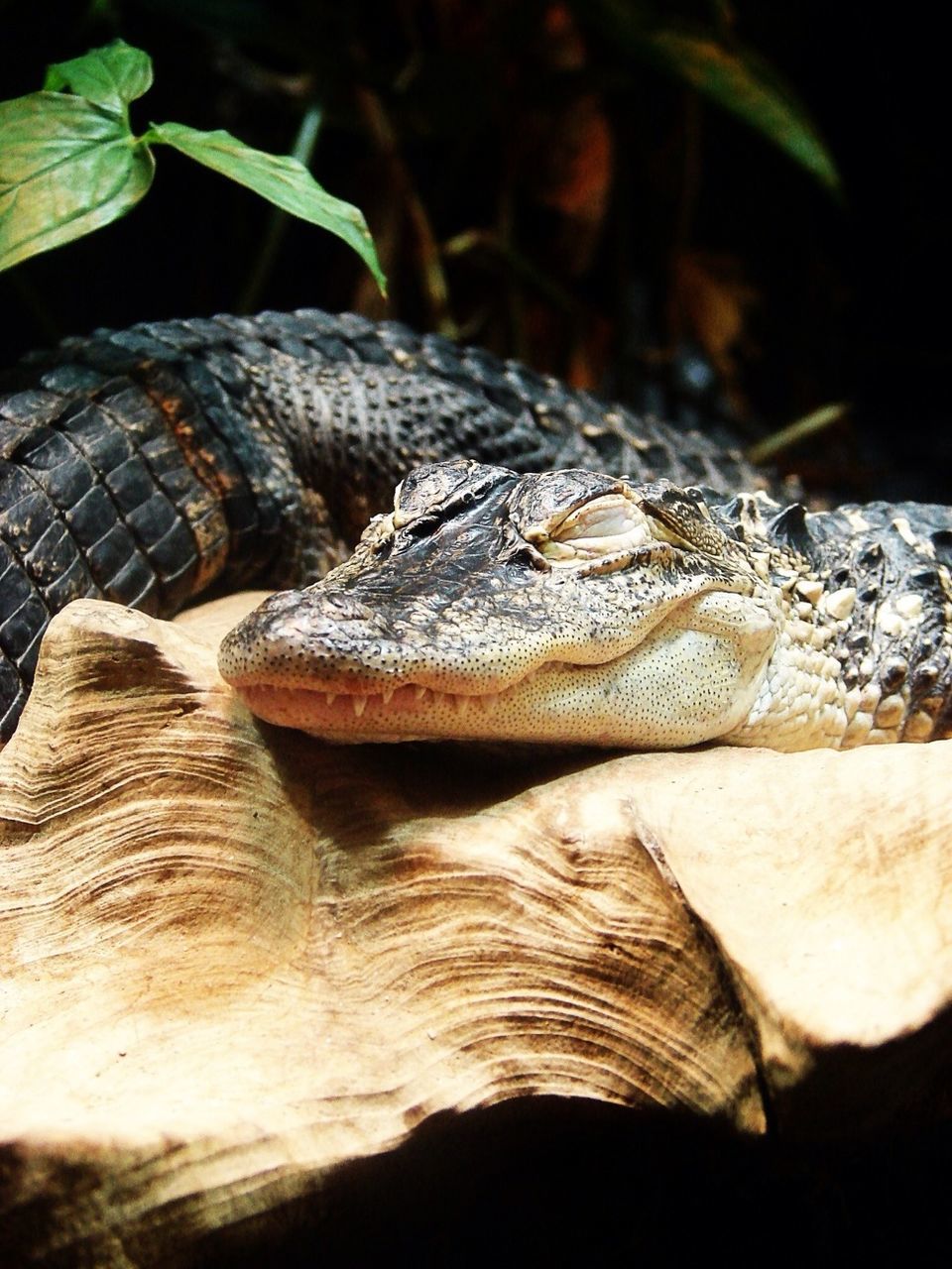 close-up, focus on foreground, log, wood - material, reptile, natural pattern, textured, outdoors, selective focus, nature, detail, day, no people, animal shell, wood, part of, stack, snake, pattern, crocodile