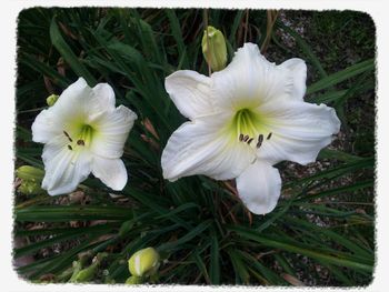 Close-up of white flower