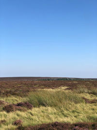 Scenic view of field against clear blue sky