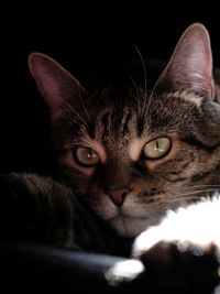 Close-up portrait of a cat