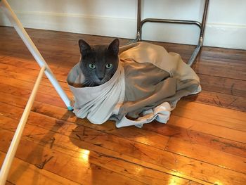 Cat sitting on wooden floor
