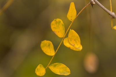 Close-up of yellow leaves on twig
