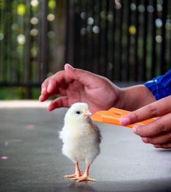 Full length of baby hand holding bird