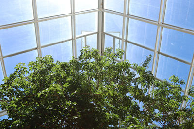 Low angle view of tree against sky