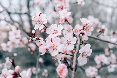 Close-up of pink cherry blossom