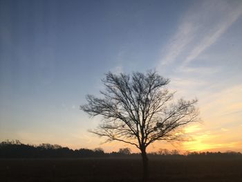 Tree on landscape against sky at sunset