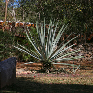 Close-up of flower tree