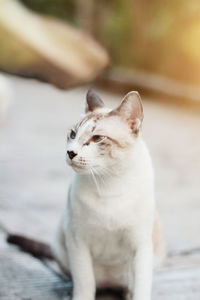 Close-up of cat looking away