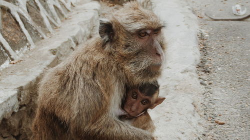 Portrait of a monkey