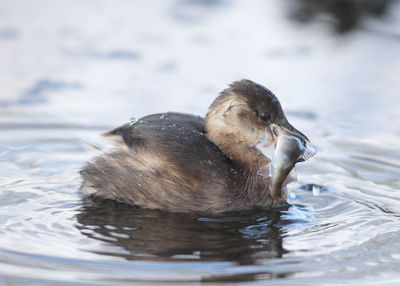 Duck swimming in a lake