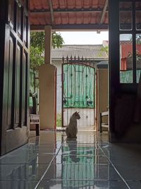 Cat looking through window in a building