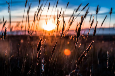 Close-up of grass against sky during sunset