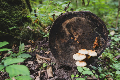 Close-up of mushroom growing on field