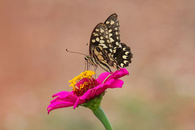 Close-up of butterfly pollinating on pink flower