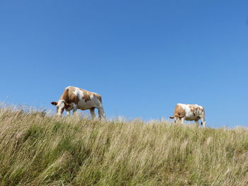 Sheep grazing in a field