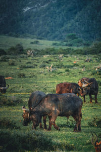 Buffalo in africa  grazing in a field